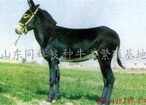 湖北肉驴养殖场肉驴价格湖北肉牛养殖基地
